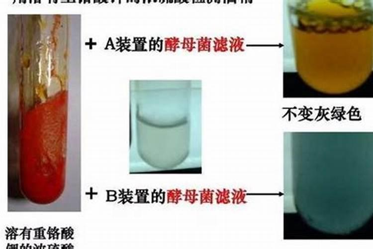 郁金香的别名丶花期丶花语是什么？