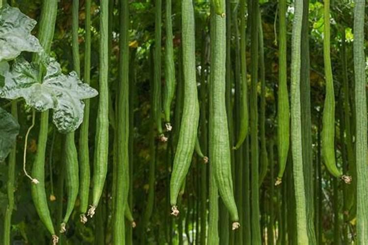 硝化细菌必须打氧气吗