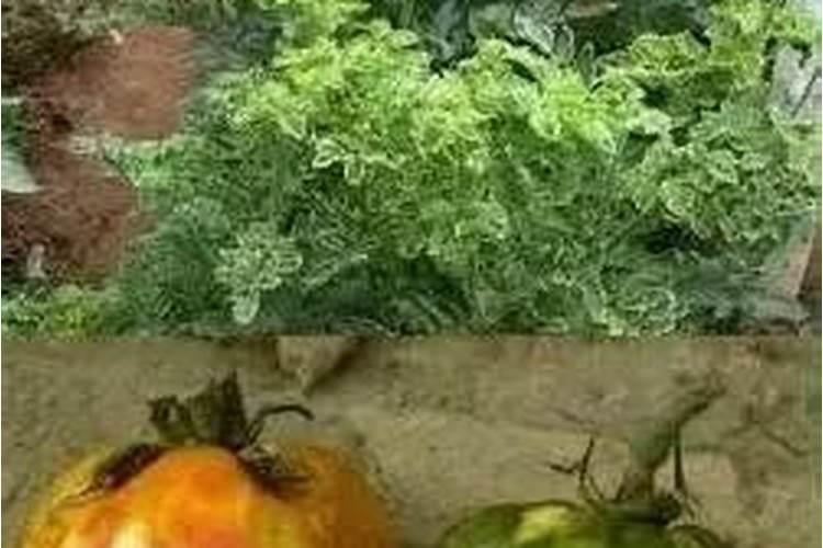 瓜果蔬菜喷叶面肥有什么好处