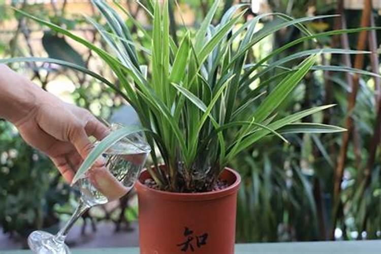 血钾高的人能吃什么样的水果和蔬菜!？