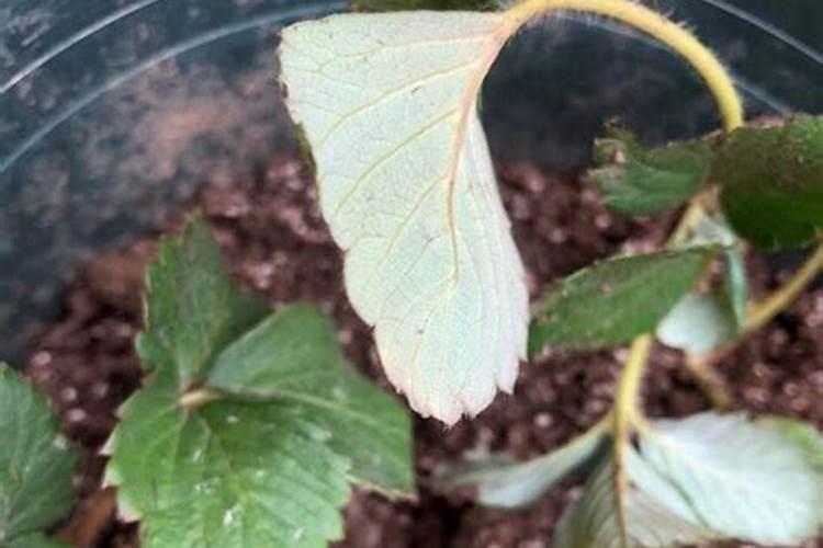 哪7 种人千万不能吃竹笋？为什么？