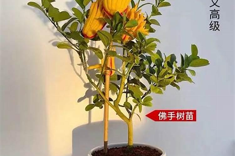 佛手瓜施什么肥好