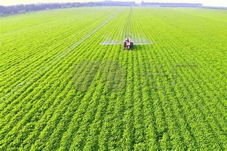 木屑怎么用可以当肥料