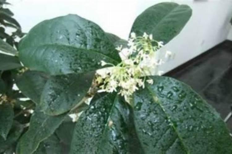 桂花树施肥过量叶子都,落光了怎么办啊!