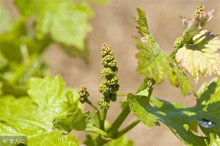 槟榔里有加农药吗