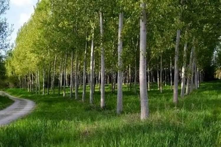 氯化铵肥料的使用方法