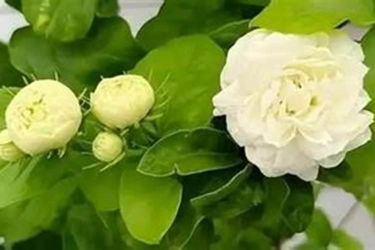 垂丝茉莉适合大盆还是小盆