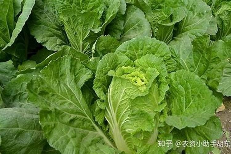 如何给农作物施肥