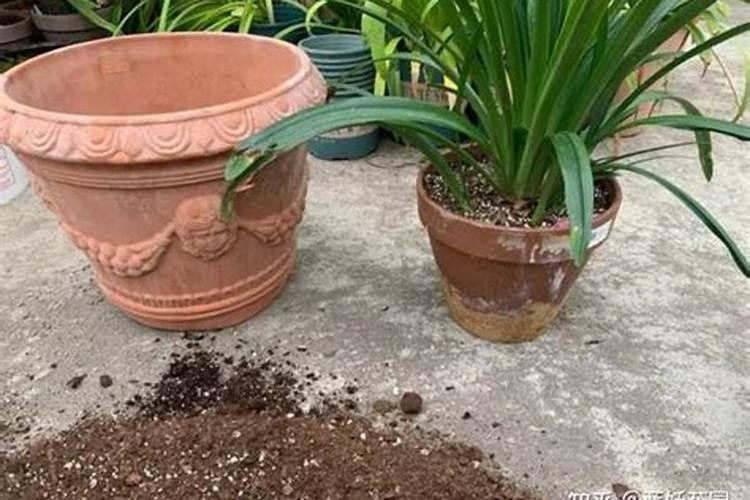 尿素可以浇多肉吗