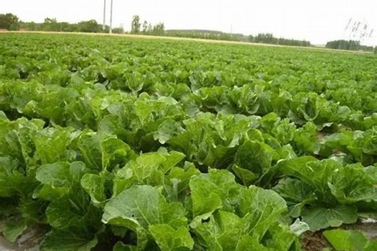 百香果多久施一次肥