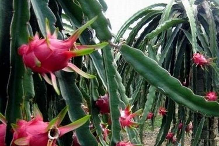 最好的胶原蛋白品牌排行榜