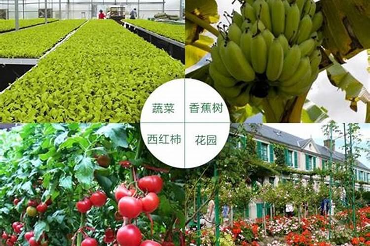 在家如何制作有机肥料