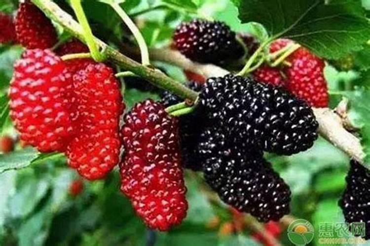 生菜叶片增厚用什么叶面肥