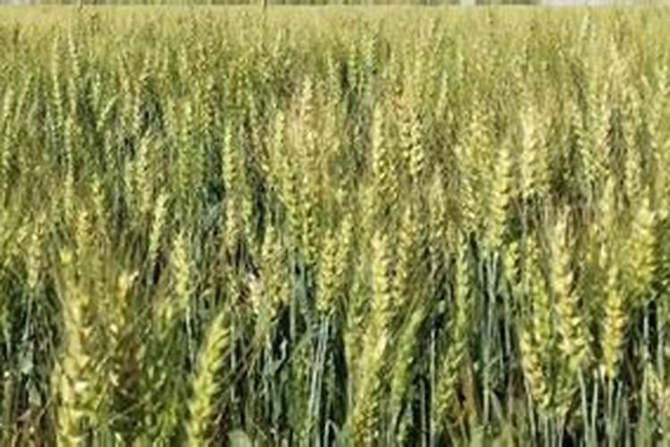 西瓜追肥用什么肥好