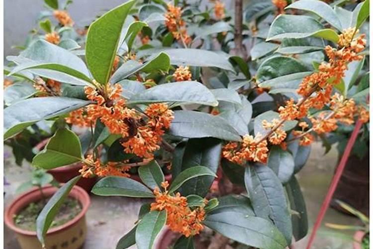 6月份适合去沙河红薯岭吗