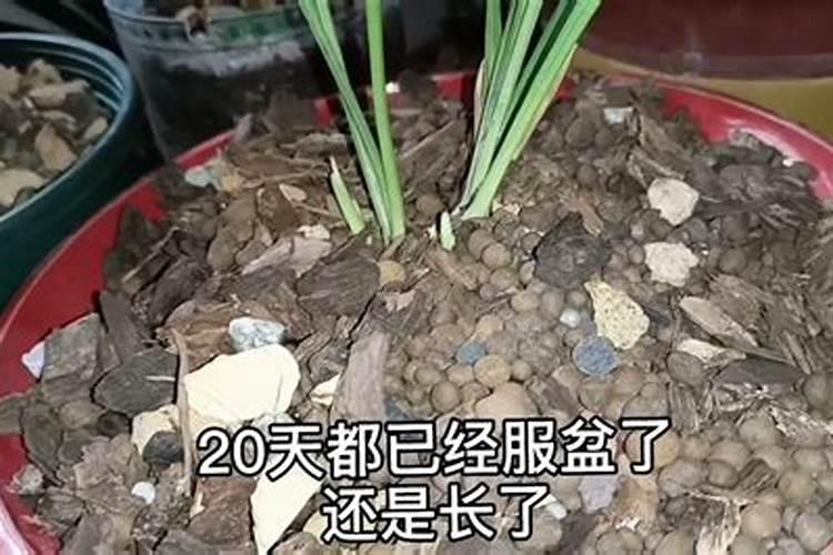 兰花能不能用生根粉
