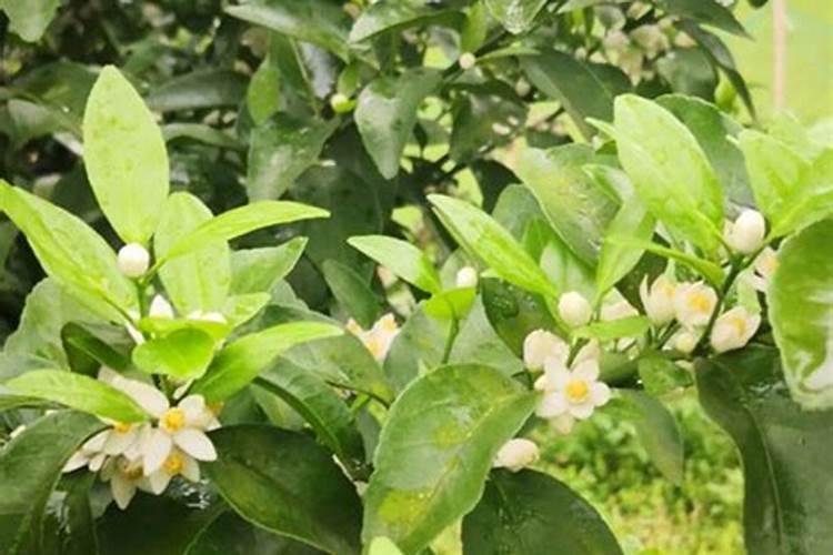 月季新芽枯萎发黑怎么办？