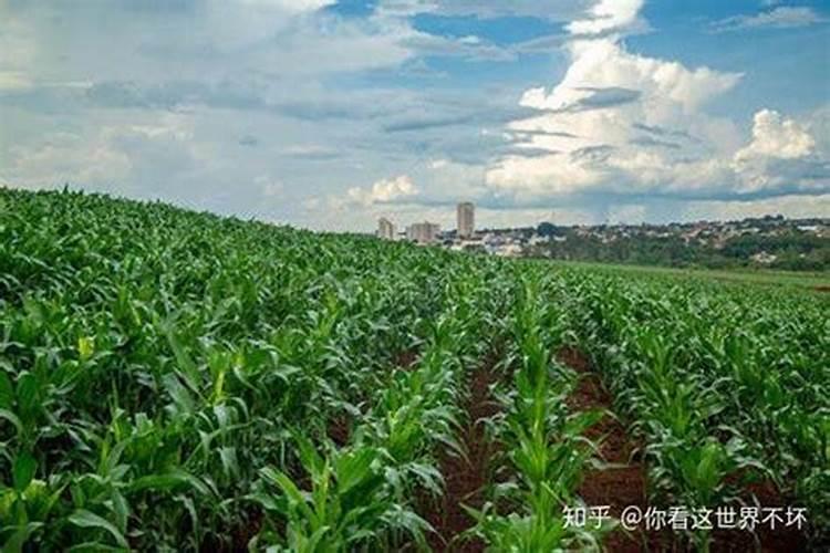 枇杷树什么时候施肥