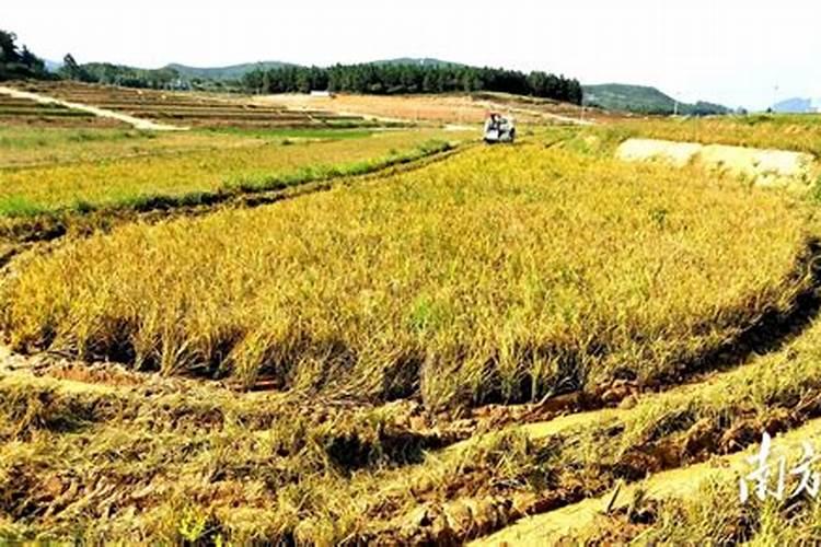 平衡肥十大品牌