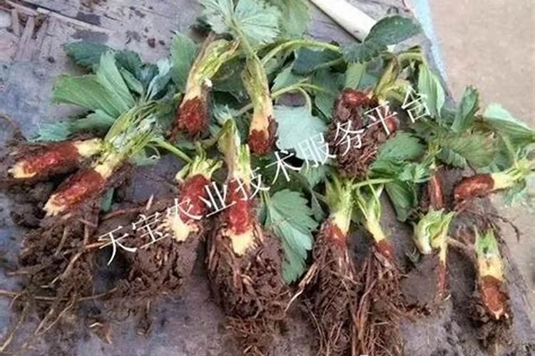 草莓根腐病用什么药灌根好？