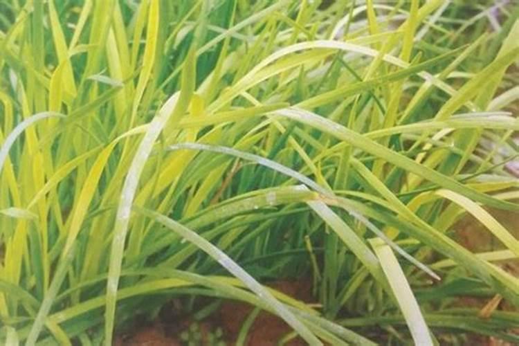 蓝莓坐果期施什么肥料