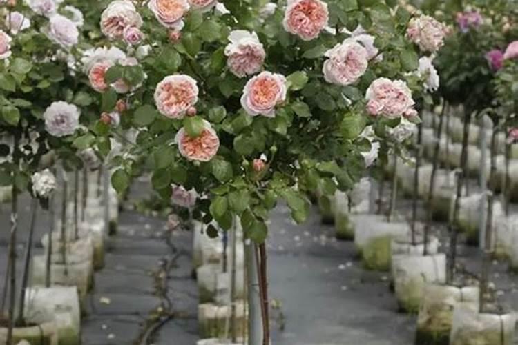 高杆月季如何修剪与施肥