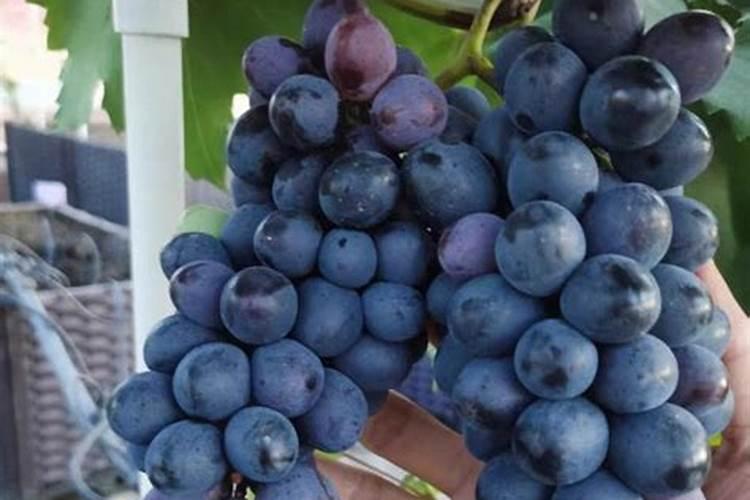 节瓜种植时间和方法,节瓜的栽培要点有哪些