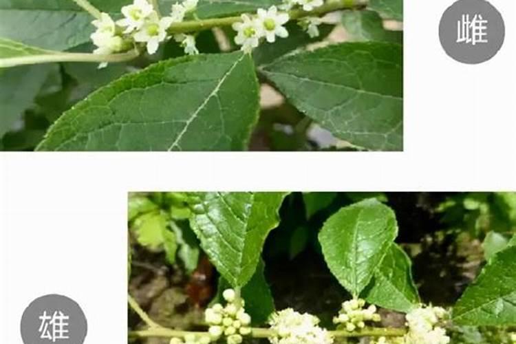 种植辣椒用什么肥料 辣椒全期以氮肥为主