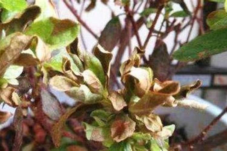 枯树叶能直接用于花盆做肥料吗