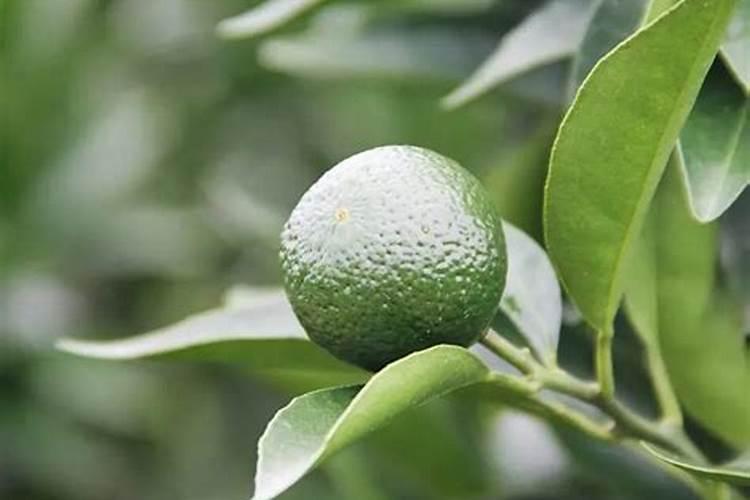 大量元素水溶肥