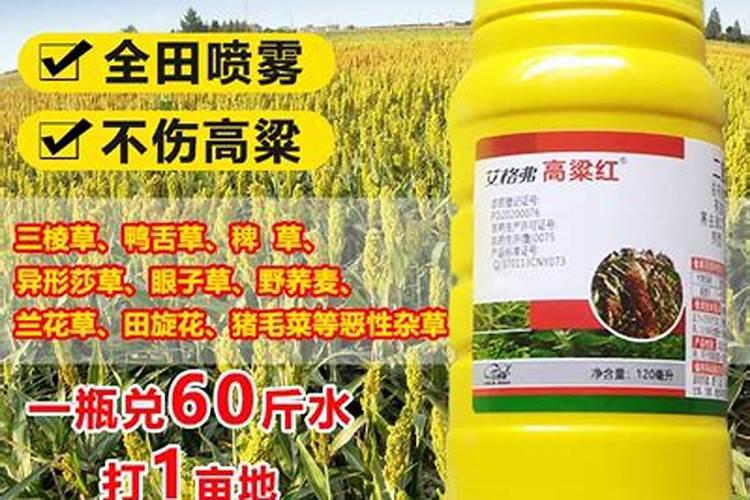 老师高粱出穗晚怎么能促早熟
