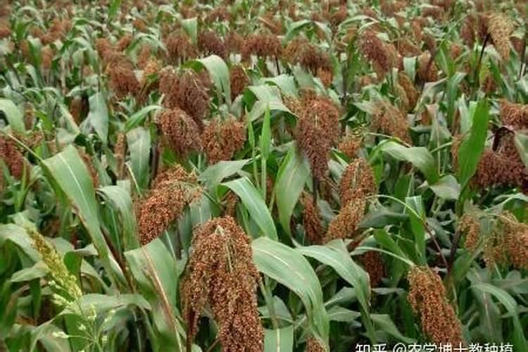 高梁在什么时候打叶面肥促早熟？