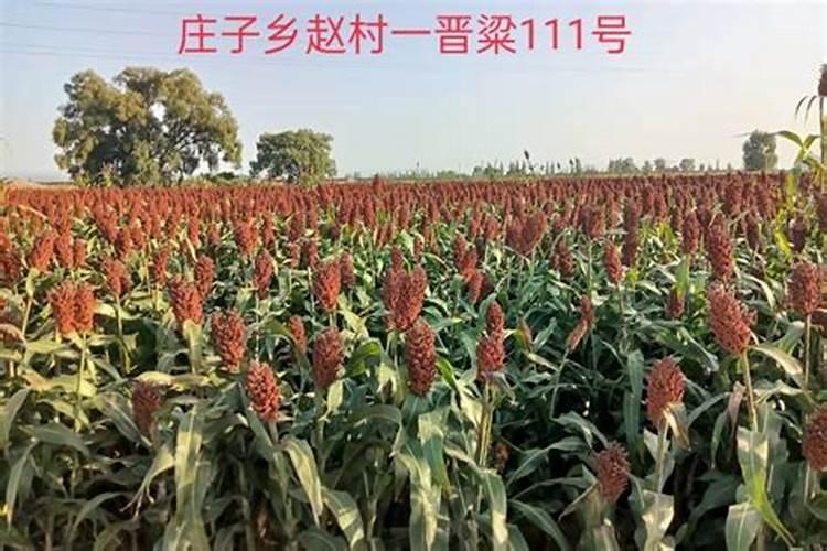 高粱怎么施肥好 高粱的施肥技巧