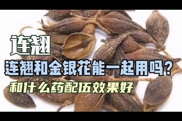 越冬西兰花、越冬甘蓝、越冬松花菜栽培要点