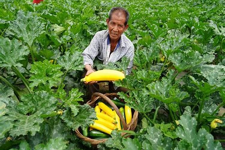 西瓜打什么农药长得快产量高