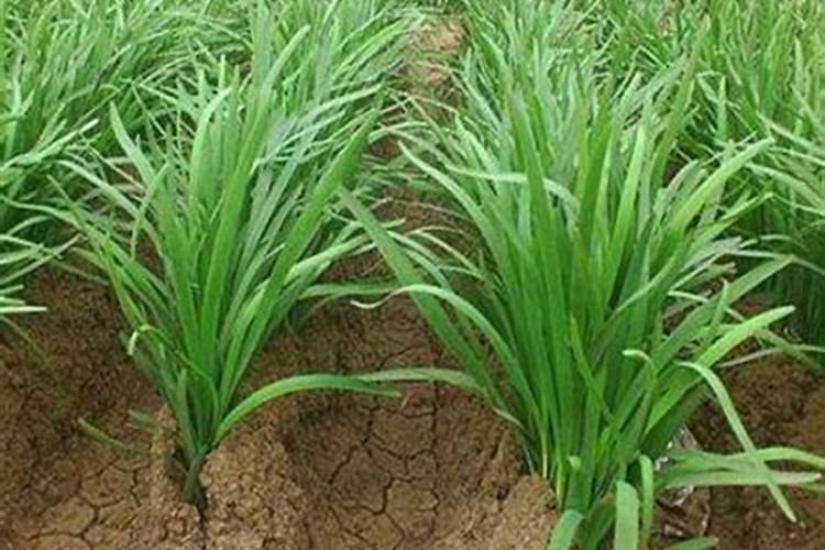 种植甘蔗用什么肥料最好