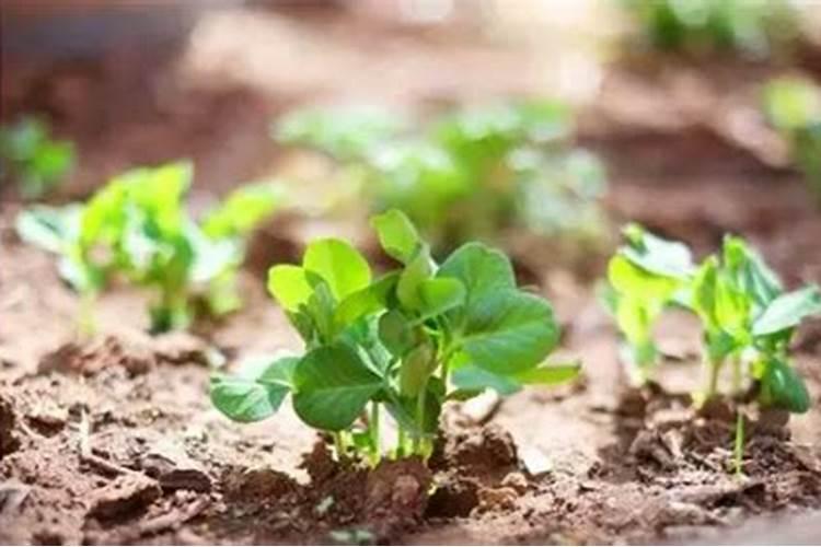 大面积种植莲藕是采用什么方法挖藕和洗藕的？