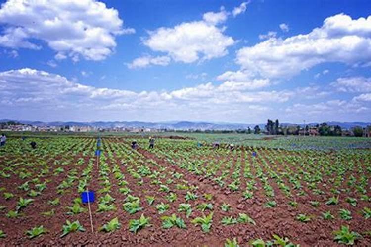 养花多久施一次肥？