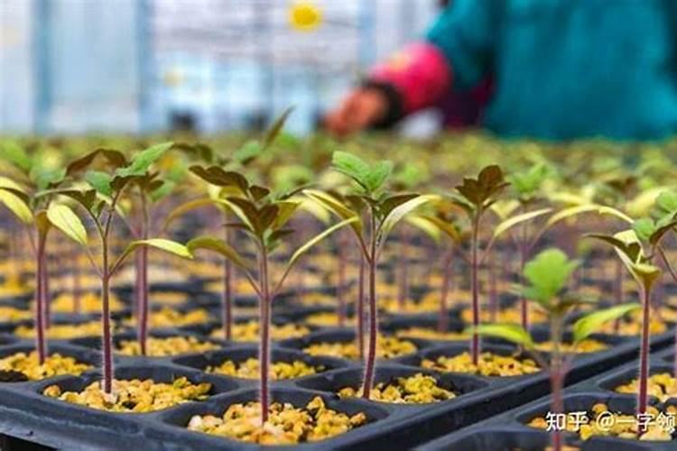 西红柿的种植用什么肥料好