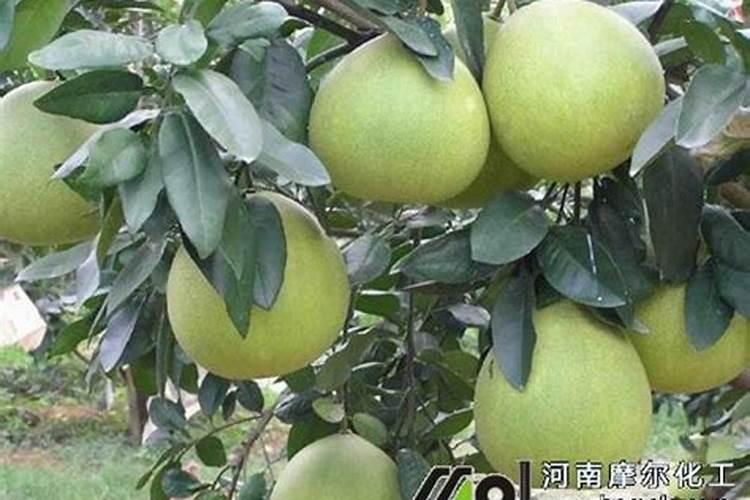 淋水溶肥后多久才会被果树吸收