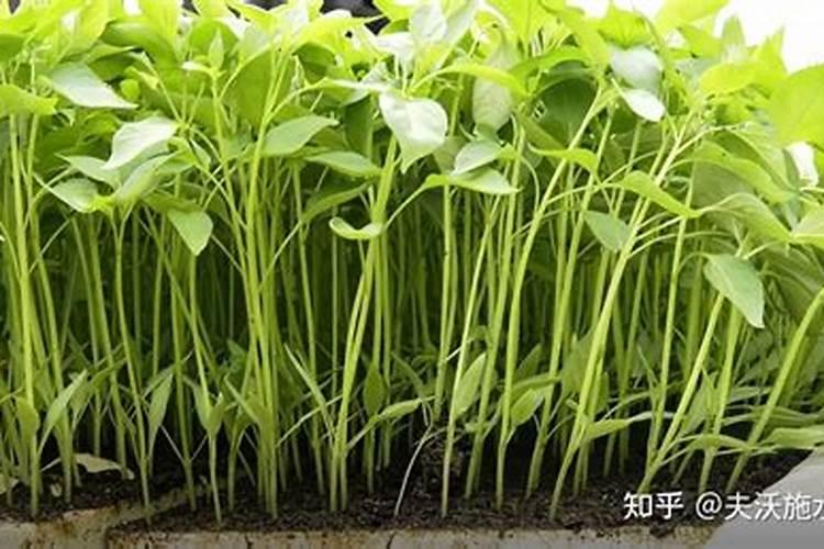 种地瓜用什么肥料好