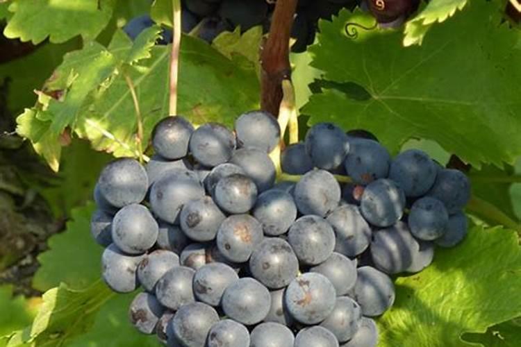 鸡心果7月末还冲啥肥？