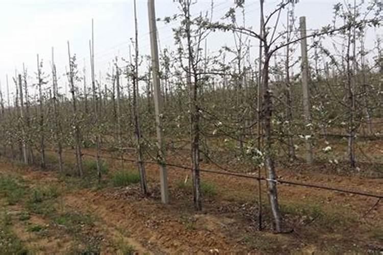 山东有实力的肥料公司有哪些？