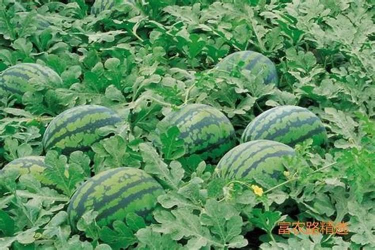 西瓜怎么种？