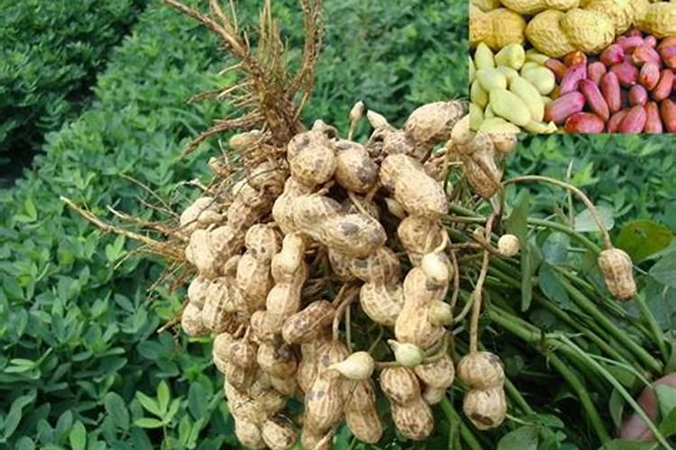 花生要施几次肥料