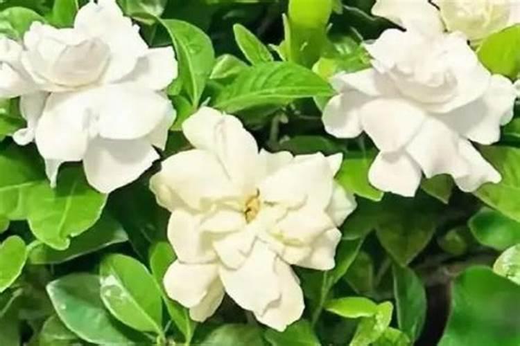 怎样辨别磷肥真伪