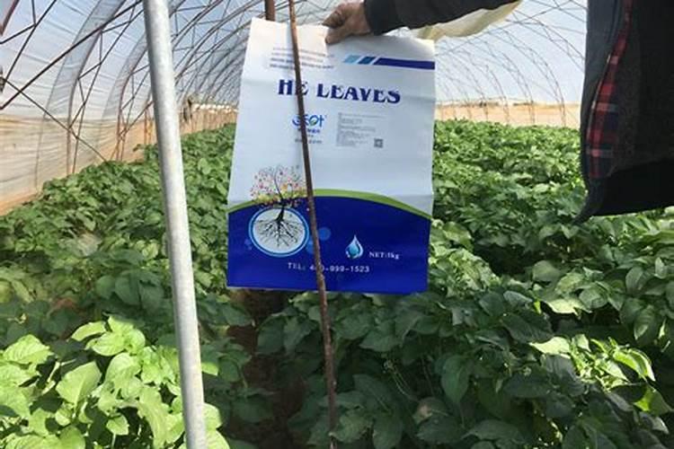 芸苔内脂素可用果树着色吗