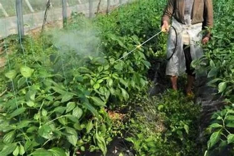 李子裂果的原因与预防