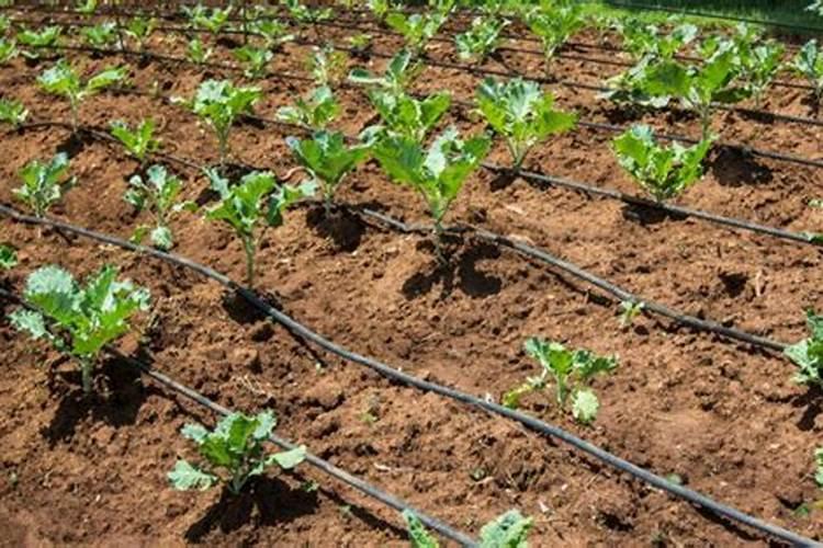 硫酸钾能叶面喷施吗