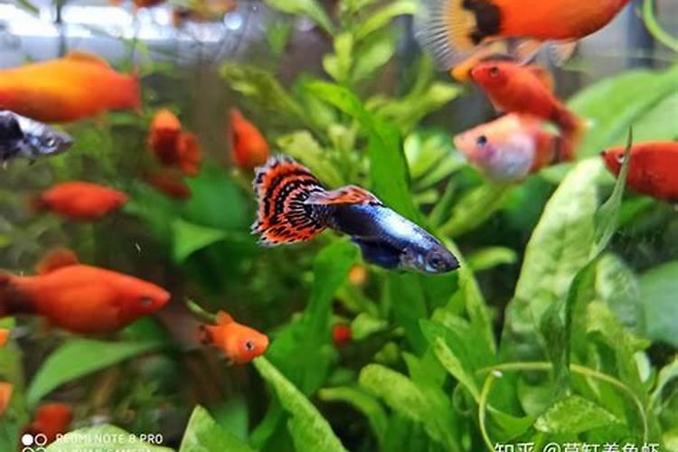 酸奶能浇花吗？适合浇什么花